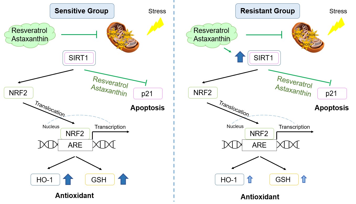 Resveratrol and Astaxanthin Resveratrol and Astaxanthin